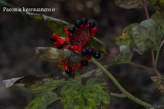 Paeonia kesrouanensis