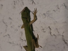 Anolis carolinensis