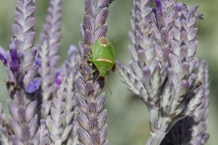 Ocirrhoe unimaculata