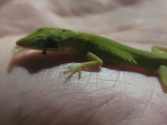 Anolis carolinensis