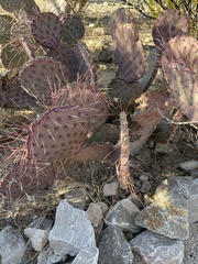 Opuntia azurea