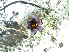 Salpiglossis sinuata