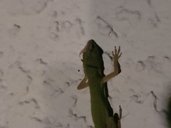 Anolis carolinensis
