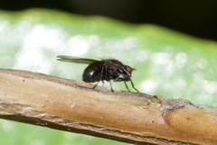 Poecilohetaerus aquilus