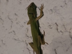 Anolis carolinensis