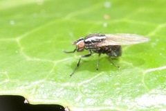 Poecilohetaerus aquilus