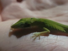 Anolis carolinensis