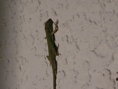 Anolis carolinensis
