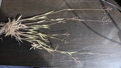 Dichanthelium meridionale