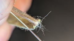 Dichanthelium meridionale