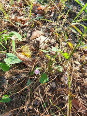 Ipomoea triloba
