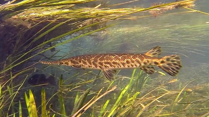 Spotted Gar (Fishes of Big Canoe Creek) · iNaturalist
