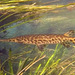 Spotted Gar - Photo (c) Jacob Stagg, some rights reserved (CC BY-NC), uploaded by Jacob Stagg