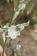 Chloraea prodigiosa