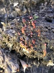 Metatrichia vesparium