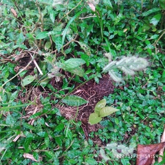 Dactyloctenium aegyptium