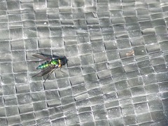 Condylostylus longicornis