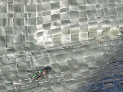 Condylostylus longicornis