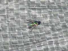 Condylostylus longicornis