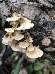 Trametes pubescens