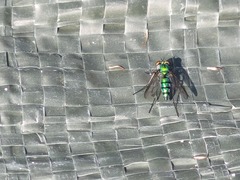 Condylostylus longicornis