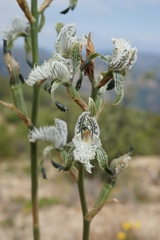 Chloraea prodigiosa