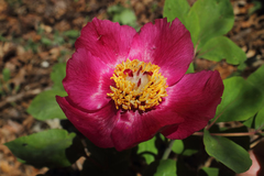 Paeonia daurica