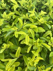 Proserpinaca palustris