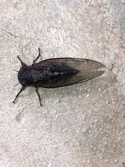 Physeema quadricincta