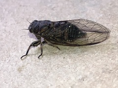 Physeema quadricincta