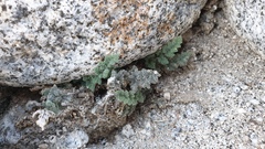 Myriopteris parryi