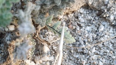 Myriopteris parryi