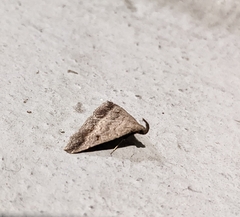 Tetanolita palligera