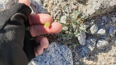 Trichoptilium incisum