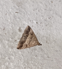 Tetanolita palligera