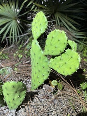 Opuntia austrina
