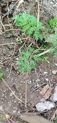 Parthenium bipinnatifidum