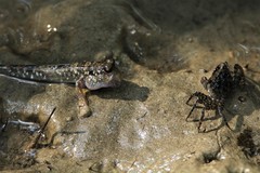 Periophthalmus argentilineatus