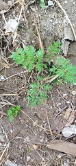 Parthenium bipinnatifidum