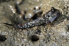 Periophthalmus argentilineatus