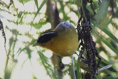 Kleinothraupis atropileus