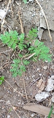 Parthenium bipinnatifidum