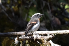 Ochthoeca rufipectoralis