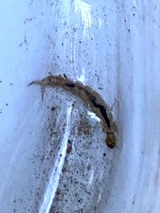Polycentropodidae