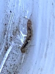 Polycentropodidae