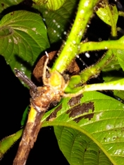 Araneus pallidus