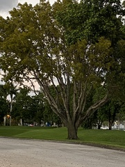 Coccoloba diversifolia