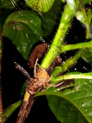 Araneus pallidus