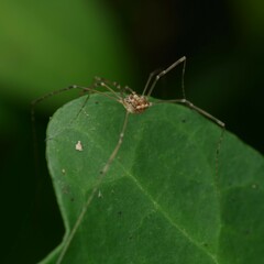 Leiobunum blackwalli