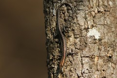 Cryptoblepharus cygnatus